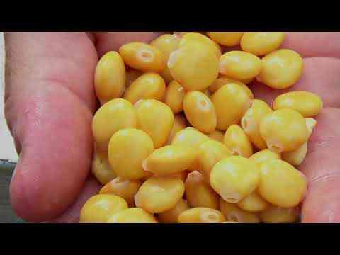 Зерновая смесь MINENKO LUPINE (900мл)